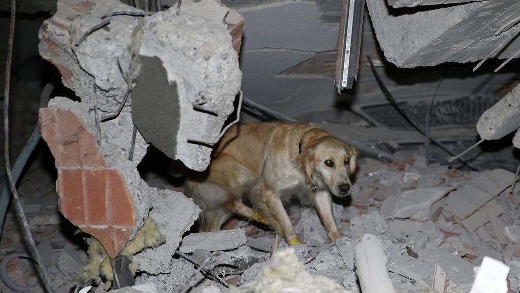 Anjing Pelacak Dikerahkan Cari Korban Gempa Turki