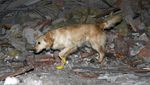 Anjing Pelacak Dikerahkan Cari Korban Gempa Turki