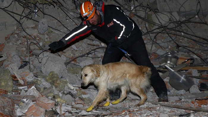 Anjing Pecalak Dikerahkan untuk Cari Korban Gempa Turki Pencarian korban gempa Turki terus dilakukan. Tim SAR juga mengerahkan anjing pelacak dalam proses pencarian korban di reruntuhan bangunan.