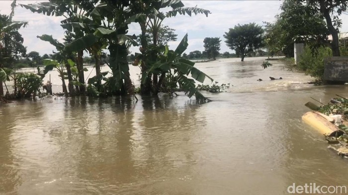 banjir di lamongan rendam jalan desa dan tambak