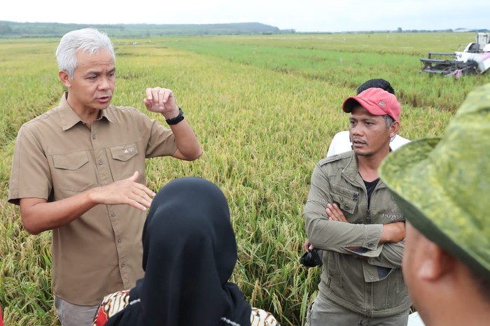 Ganjar Pranowo Tinjau Panen Padi di Batang