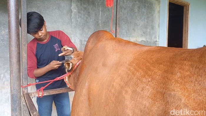 Kandang sapi mewah sultan madura