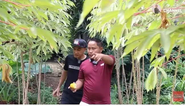 Terletak di belakang rumah, kebun sayur milik Narji itu memiliki luas mencapai 2.400 meter. Melalui salah satu video di kanal YouTube milik Rico Ceper, Narji pun tampak memamerkan kebun sayur miliknya itu. Foto: YouTube/Rico Ceper