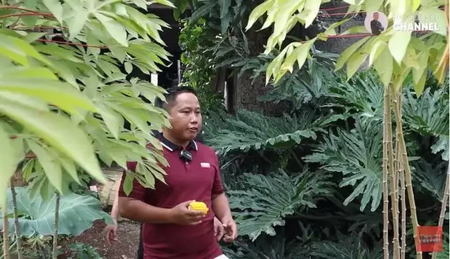 Kebun sayur milik Narji itu ditanami dengan berbagai sayur-sayuran. Ada terong, kangkung, singkong, timun, dan ubi jalar. Foto: YouTube/Rico Ceper