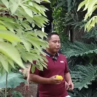 Kebun sayur milik Narji itu ditanami dengan berbagai sayur-sayuran. Ada terong, kangkung, singkong, timun, dan ubi jalar. Foto: YouTube/Rico Ceper