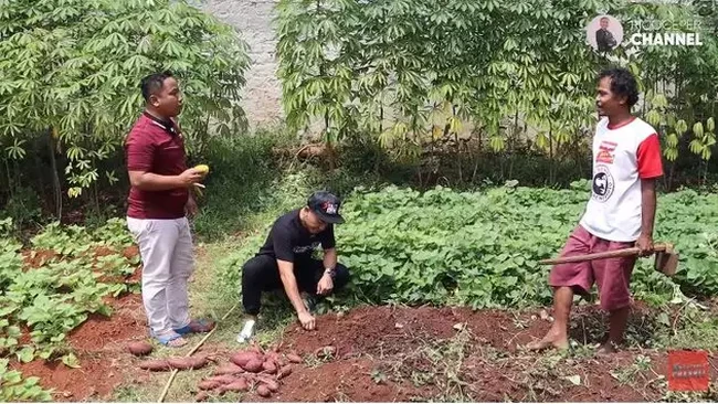 Rico Ceper pun terlihat berkesempatan untuk mencabut sendiri ubi di kebun sayur milik Narji. Kebetulan saat itu memang ubi di sana tengah panen. Foto: YouTube/Rico Ceper