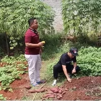Rico Ceper pun terlihat berkesempatan untuk mencabut sendiri ubi di kebun sayur milik Narji. Kebetulan saat itu memang ubi di sana tengah panen. Foto: YouTube/Rico Ceper