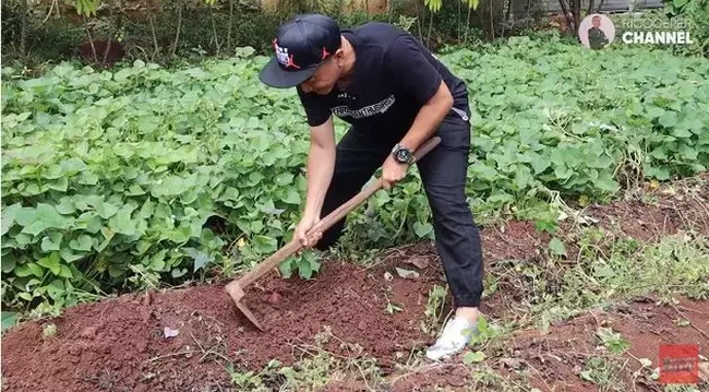 Narji mengaku awalnya ia hanya mencoba menanam pokcoy, kangkung, bayem, dan sayur-sayuran. Ternyata tumbuh dengan subur. Akhirnya setelahnya barulah ia mengembangkan dengan menanam lebih banyak, sperti menambahkan timun suri, jagung, dan lain-lain. Foto: YouTube/Rico Ceper