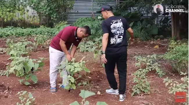 Saat ini Narji mengaku sedang mencoba menanam jahe, sirih, dan berbagai obat-obatan. Walaupun demikian Narji mengatakan jika kebun sayurnya itu belum bisa dijadikan sebagai bisnis, hanya untuk hobi dan sehari-hari saja. Foto: YouTube/Rico Ceper
