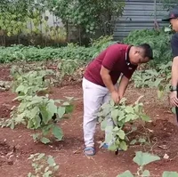 Saat ini Narji mengaku sedang mencoba menanam jahe, sirih, dan berbagai obat-obatan. Walaupun demikian Narji mengatakan jika kebun sayurnya itu belum bisa dijadikan sebagai bisnis, hanya untuk hobi dan sehari-hari saja. Foto: YouTube/Rico Ceper