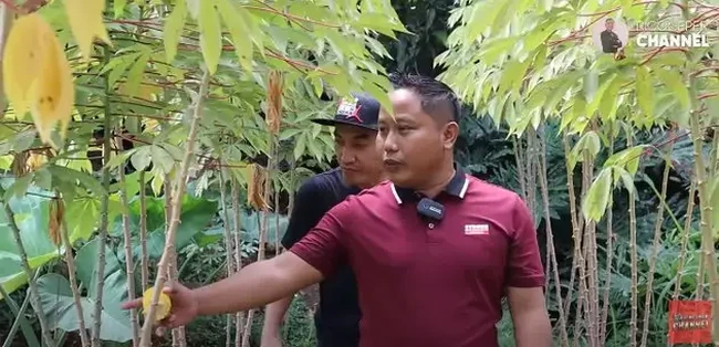 Tak hanya sayur dan tanaman obat-obatan,  Narji juga menanam tanaman hias seperti Philodendron Selloum. Daun tersebut rupanya juga bisa dijadikan sebagai hiasan pernikahan. Foto: YouTube/Rico Ceper
