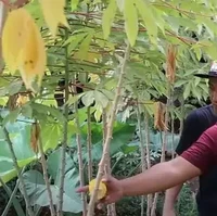 Tak hanya sayur dan tanaman obat-obatan,  Narji juga menanam tanaman hias seperti Philodendron Selloum. Daun tersebut rupanya juga bisa dijadikan sebagai hiasan pernikahan. Foto: YouTube/Rico Ceper
