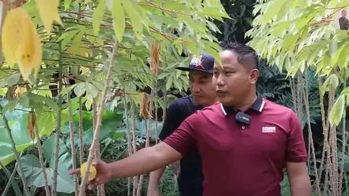 kebun sayur Narji