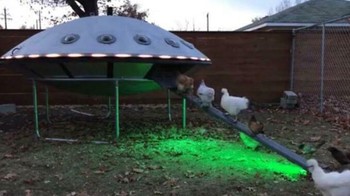 Ayamnya diculik alien. Foto: (Bored Panda).