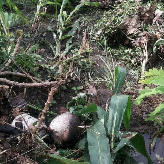 Lahan pertanian warga Desa Bokang Wolomatang, Kecamatan Titihena, Kabupaten Flores Timur, NTT terdampak luapan banjir. (Foto: Istimewa)
