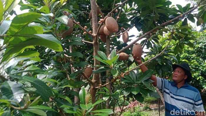 Mujianto menunjukkan buah sawo raksasa yang dibudidayakannya, Sabtu (11/2/2023).