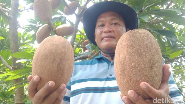 Mujianto menunjukkan buah sawo raksasa yang dibudidayakannya, Sabtu (11/2/2023).