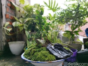 Siasat Penjual Tanaman di Gresik Kreasikan Bonsai Hias agar Tetap Cuan