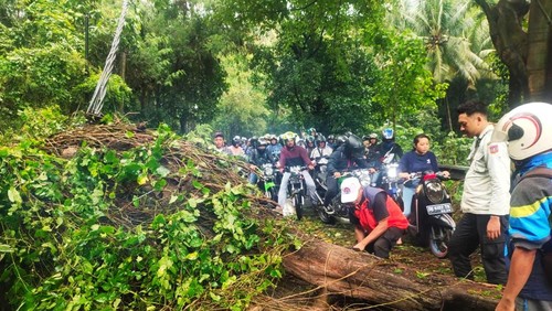 Petugas dari BPBD bersama dengan PLN saat melakukan penanganan pohon tumbang di jalur Amlapura-Singaraja yang menyebabkan kemacetan pada Sabtu (11/2/2023).