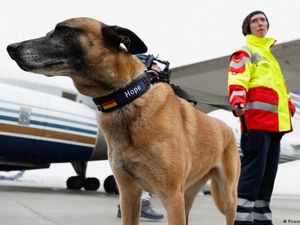 Robot atau Anjing, Mana Lebih Bisa Diandalkan Bantu Evakuasi Bencana?