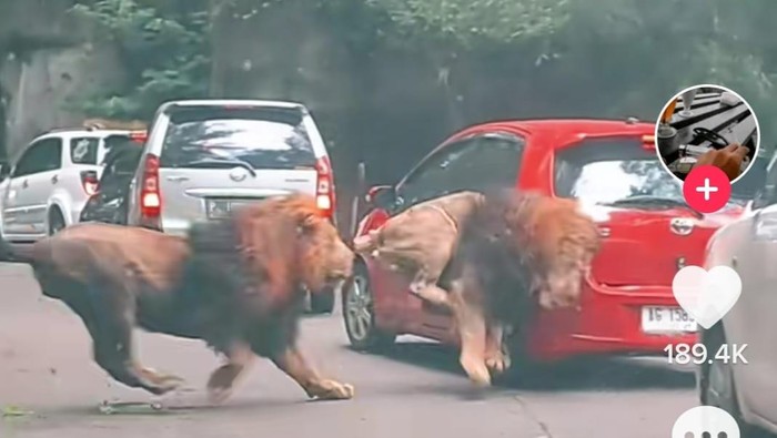 Singa taman safari prigen tabrak mobil