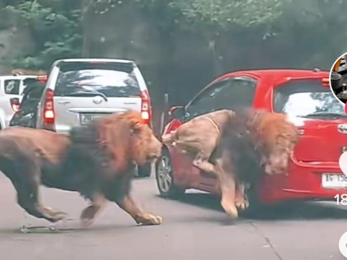 Singa taman safari prigen tabrak mobil