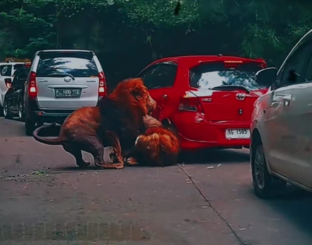 Singa taman safari prigen tabrak mobil