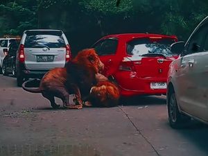 Pemilik Yaris dan Singa yang Seruduk Mobilnya Sepakat Damai, Pakai Cara Kekeluargaan