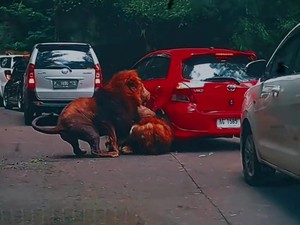 Akhir Babak Singa Senggol Mobil, Gubernur Khofifah Jatuh di Jembatan Kaca Bromo