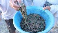Warga menunjukkan hasil tangkapan nyale di Pantai Seger, Lombok Tengah, Nusa Tenggara Barat, Sabtu (11/2/2023). Bau Nyale berkaitan dengan kisah Putri Mandalika, seorang putri berparas cantik dan berbudi luhur, yang diperebutkan oleh banyak pangeran dari berbagai kerajaan.Sang Putri tidak menerima berbagai pinangan para pangeran tersebut karena jika ia memilih salah satunya, bencana besar akan datang. Dia kemudian membuang dirinya ke tengah laut dan menjelma menjadi nyale.