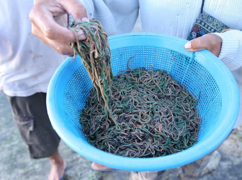 Warga menunjukkan hasil tangkapan nyale di Pantai Seger, Lombok Tengah, Nusa Tenggara Barat, Sabtu (11/2/2023).