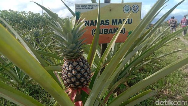 Wisata Kebun Nanas yang ada di Desa Pedawang Kecamatan Bae, Kudus, Jumat (10/2/2023).