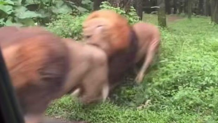 2 ekor singa Taman Safari Indonesia II, Prigen, Pasuruan viral di media sosial berkelahi dan menabrakmobil pengunjung