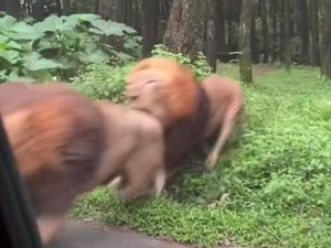 Biaya Perbaikan Mobil Ditabrak 2 Singa Berkelahi di Taman Safari Rp 1,5 Juta