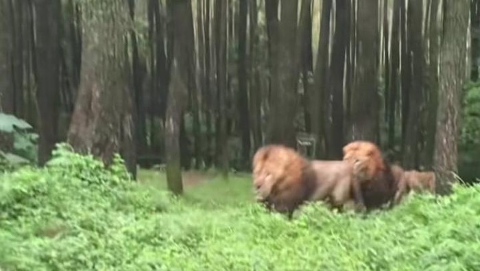 2 ekor singa Taman Safari Indonesia II, Prigen, Pasuruan viral di media sosial berkelahi dan menabrakmobil pengunjung
