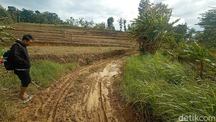 Akses menuju lokasi mobil nyasar di hutan Tambakromo, Pati, Minggu (12/2/2023).