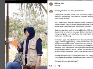 Ibu-ibu Penyuluh Terpaksa Marah-marah ke Petani karena Ancam Bunuh Gajah