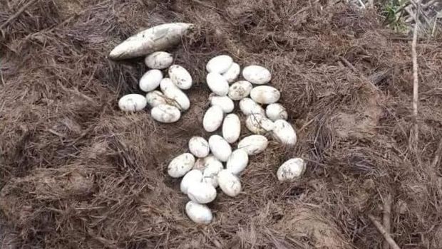 Buaya sepanjang 3 meter ditemukan di pengairan persawahan di Maros, Sulsel.