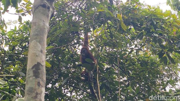Bukit Lawang