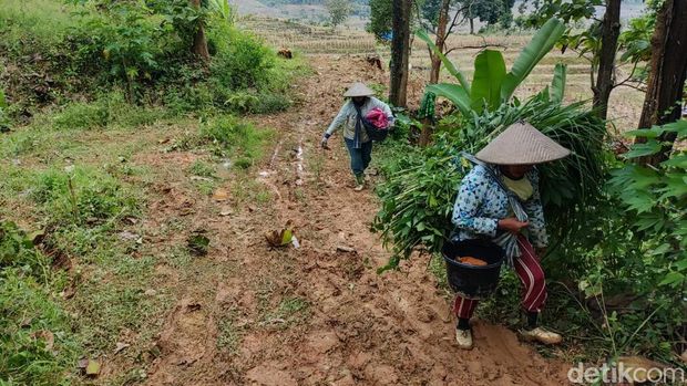 Lokasi kejadian mobil nyasar di Hutan Tambakromo, Pati, Minggu (12/2/2023).