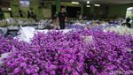 Jelang Valentine, Warga Berburu Bunga di Pasar Rawa Belong