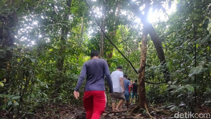 Pendakian singkat di TNGL Bukit Lawang. (Perdana Ramadhan/detikSumut)