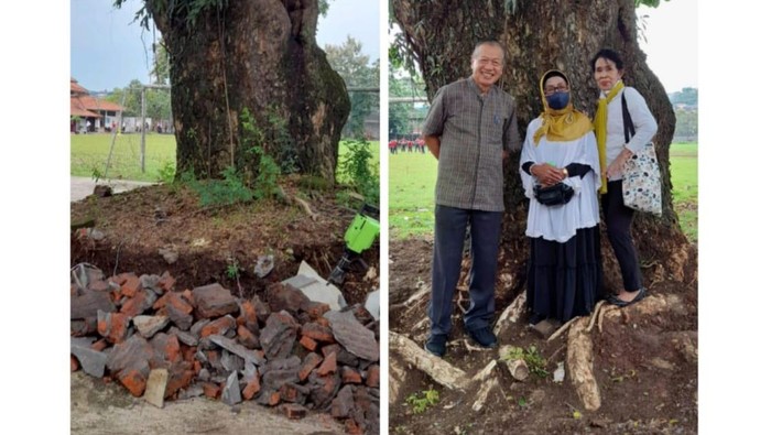 Foto pohon trembesi di SMAN 1 Semarang sebelum tumbang pada 2 Februari lalu.