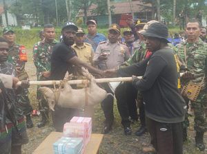 Denda Rp 1 M dan 100 Ekor Babi ke Pria Papua Usai Istrinya Tinggal Tengkorak