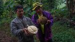 Wow! Durian Lokal Milky Mampu Hasilkan 800 Buah/Pohon