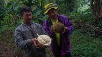 Menurut Tri Yanuar, durian lokal jenis milky itu memiliki keunggulan tekstur buah padat, kering, biji kecil, dan bentuk buah bulat dengan sekali panen pada Desember-Februari mampu menghasilkan 500-800 buah durian per pohon.