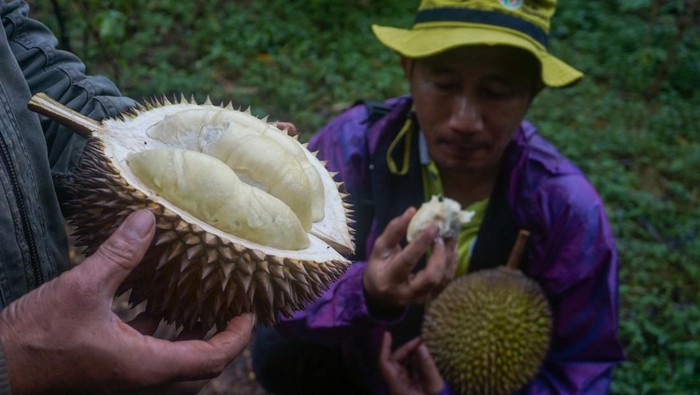 Wow! Durian Lokal Milky Mampu Hasilkan 800 Buah/Pohon Ketua Komunitas Batang Agro Kreatif Tri Yanuar Hadiprasetya (kanan) mendampingi petani saat memanen durian dari pohon di Desa Sigayam, Kecamatan Bandar, Kabupaten Batang, Jawa Tengah, Sabtu (11/2/2023). Menurut Tri Yanuar, durian lokal jenis milky itu memiliki keunggulan tekstur buah padat, kering, biji kecil, dan bentuk buah bulat dengan sekali panen pada Desember-Februari mampu menghasilkan 500-800 buah durian per pohon. ANTARA FOTO/Harviyan Perdana Putra/tom.