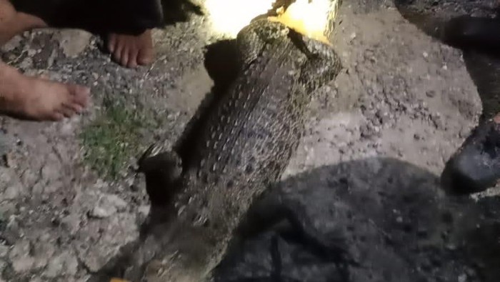 Warga di Kabupaten Bone, Sulawesi Selatan (Sulsel) dibuat geger dengan kemunculan seekor buaya sepanjang 2 meter di permukiman.