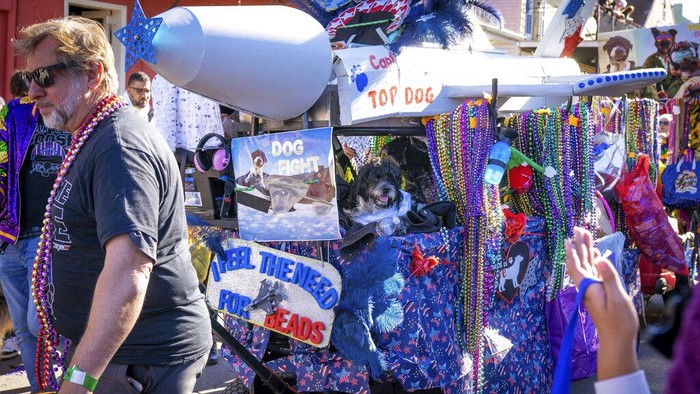 Gemas! Saat Anjing-anjing Peliharaan Ikut Parade Participants take part in the Krewe of Barkus, Mardi Gras parade for dogs, in the French Quarter of New Orleans, Sunday, Feb. 12, 2023. (AP Photo/Rita Harper)