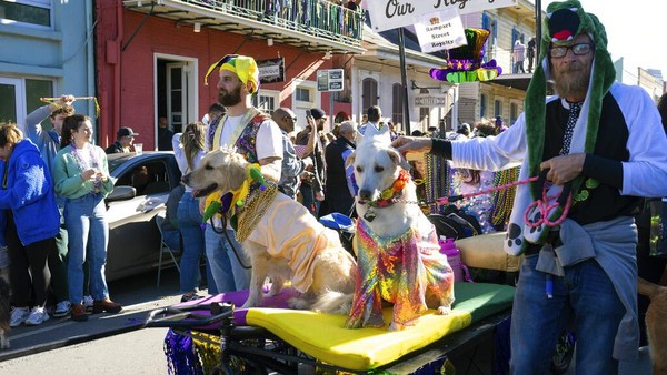 Gemas! Saat Anjing-anjing Peliharaan Ikut Parade